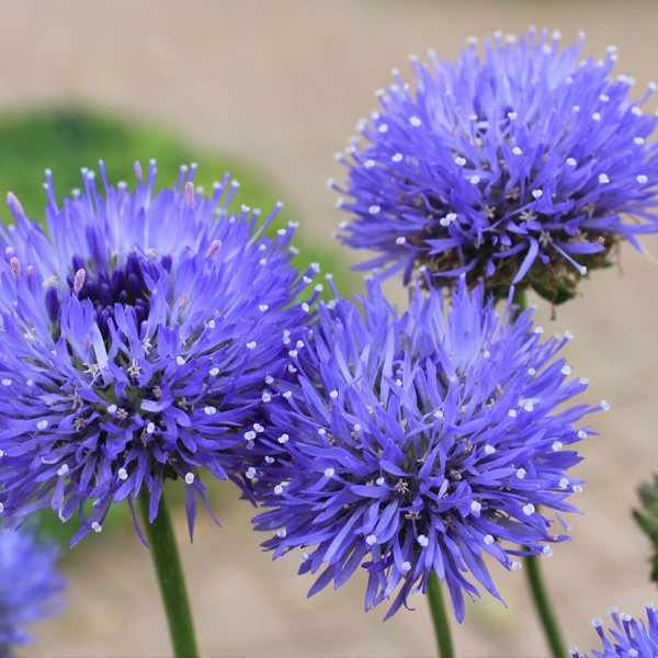 Jasione Laevis Blue Light (1043)